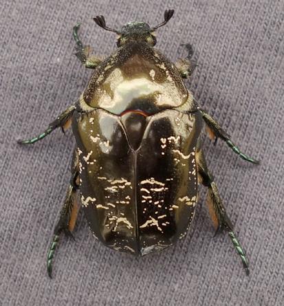 Réf. 204 248 : Liocola marmorata